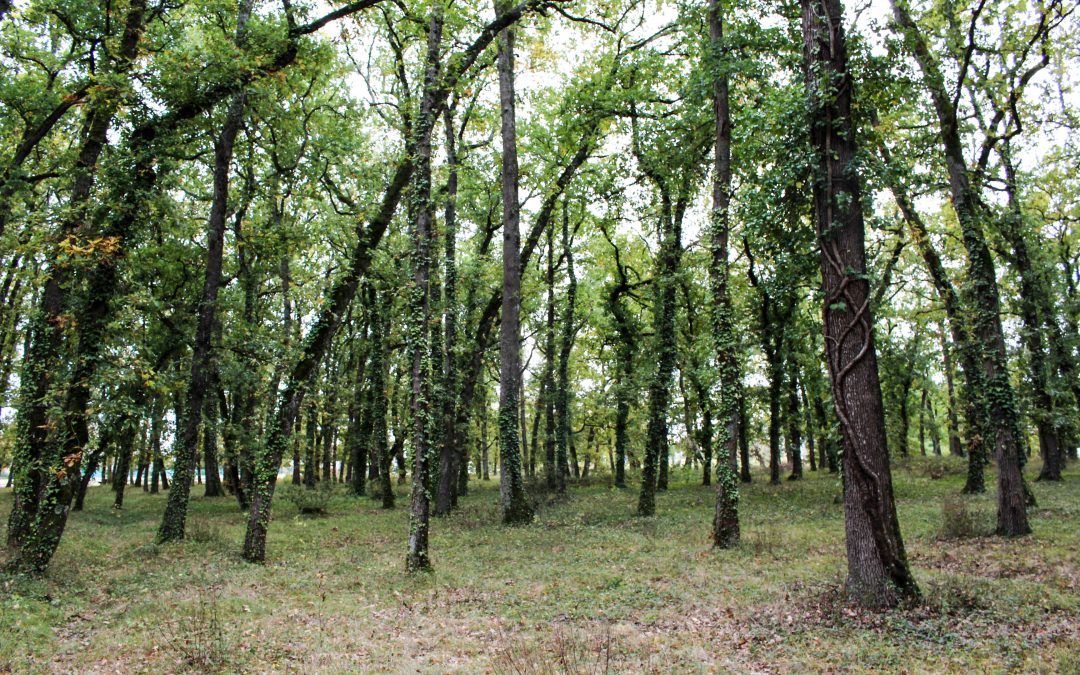 FRONTON : une ville au cœur de la nature qui garde la nature au cœur de la ville