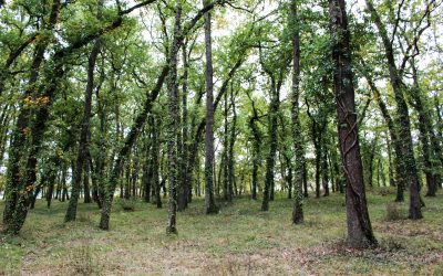FRONTON : une ville au cœur de la nature qui garde la nature au cœur de la ville