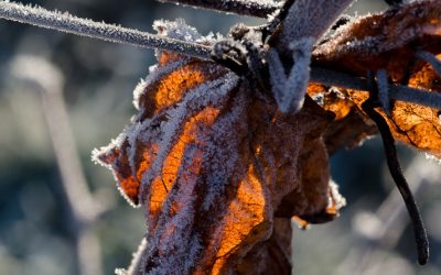 Indemnisation des dommages consécutifs au gel du mois d&rsquo;avril 2017