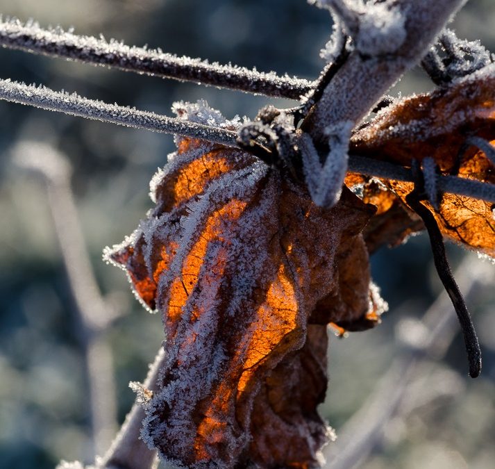 Indemnisation des dommages consécutifs au gel du mois d’avril 2017