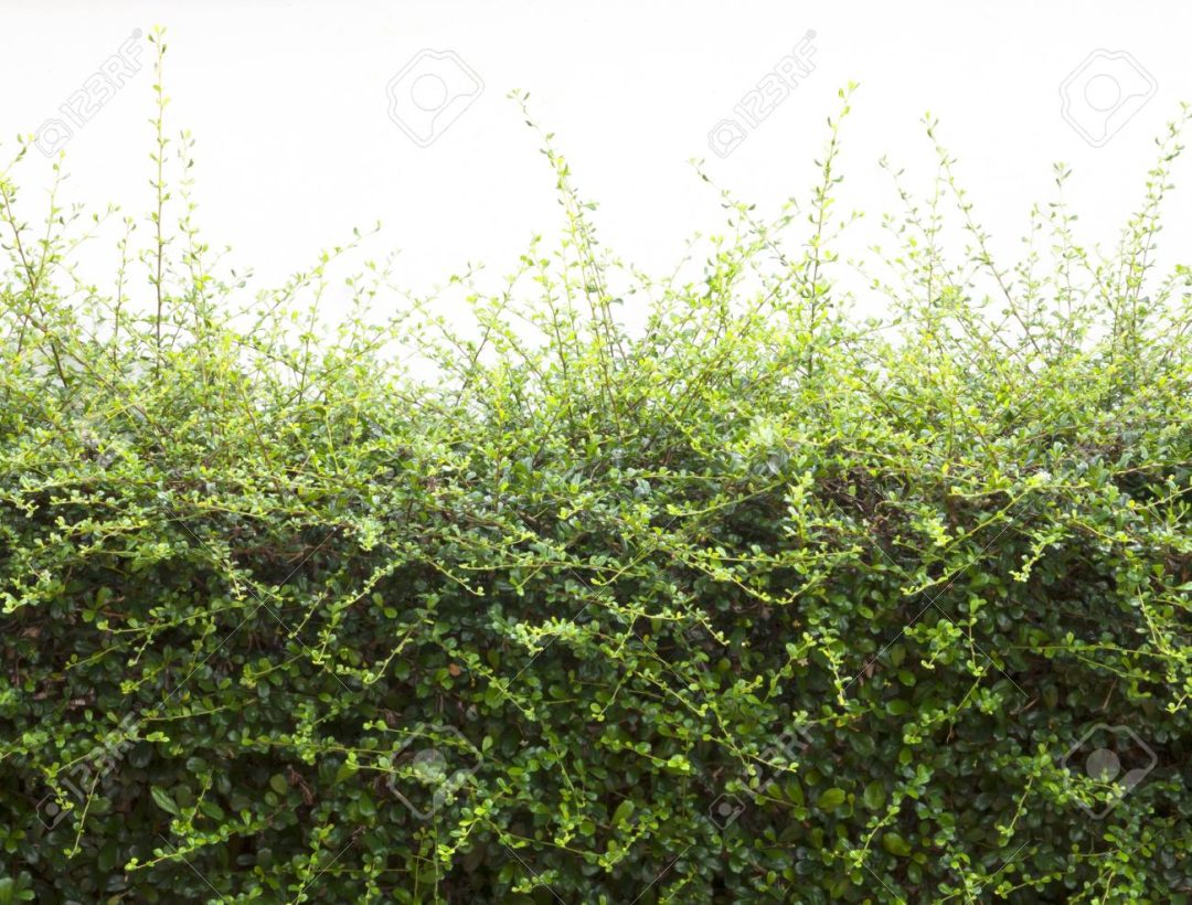 Green Trees bushes
