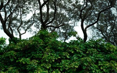 L’élagage des végétaux en limite du domaine public