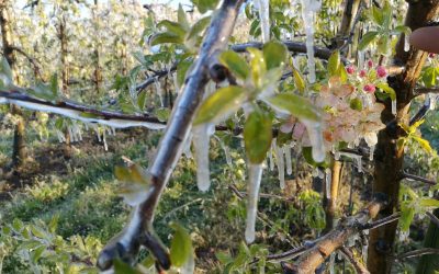 Effets du gel d’avril 2021 reconnus calamité agricole