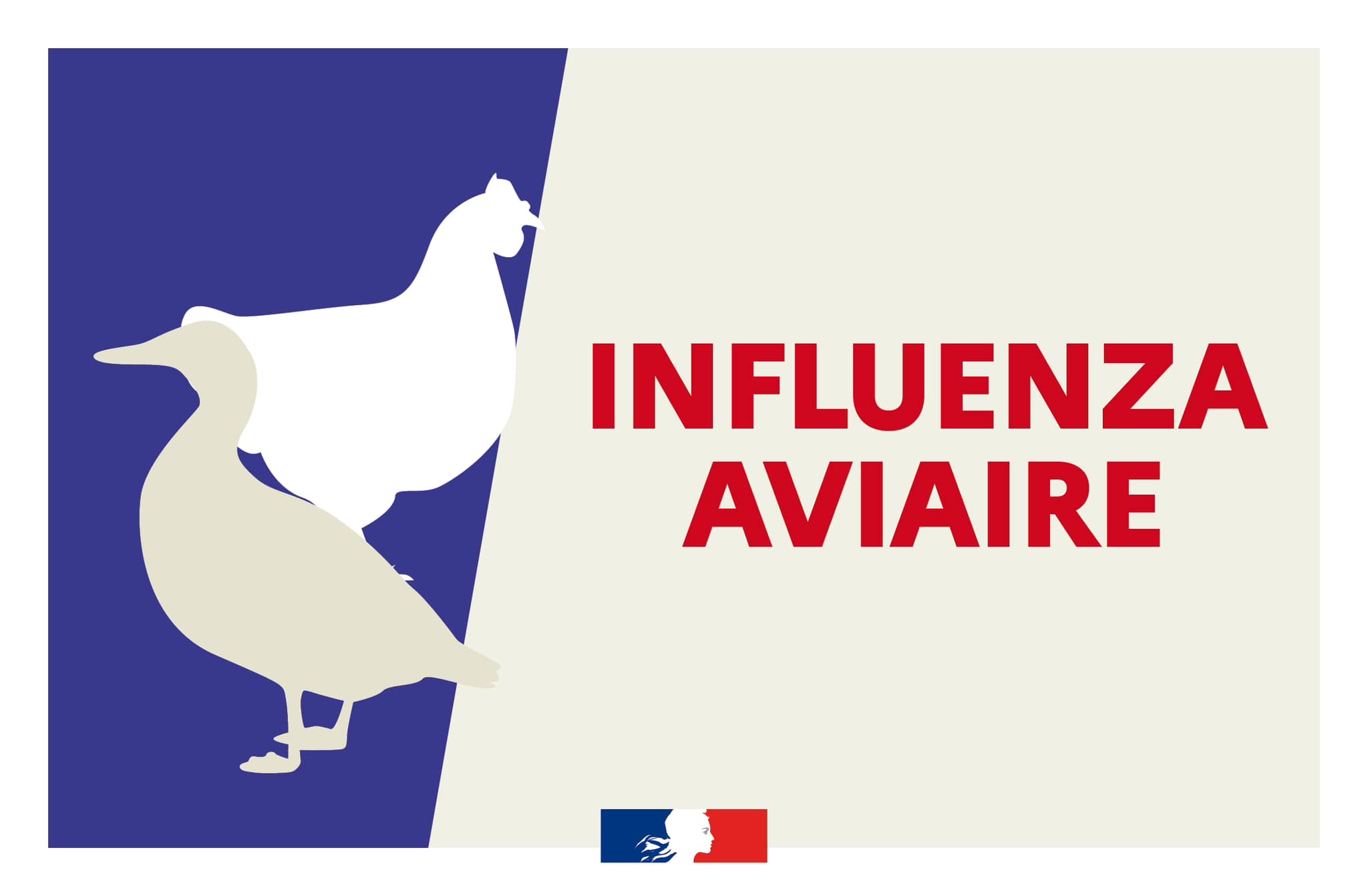 Influenza aviaire hautement pathogène