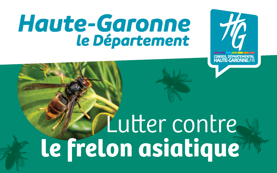 Lutte contre le frelon asiatique : agissons ensemble