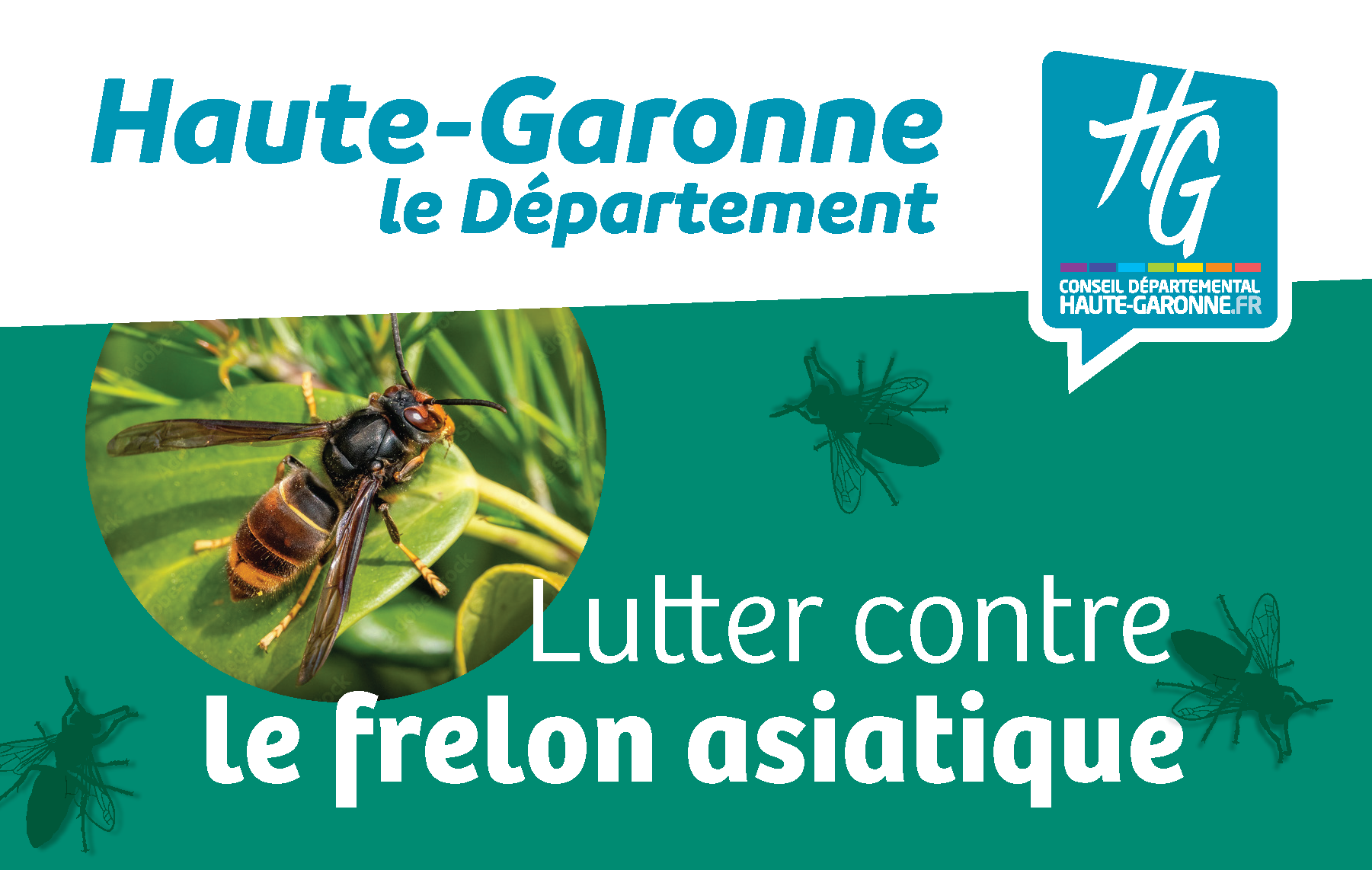 Lutte contre le frelon asiatique : agissons ensemble