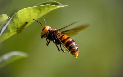 Vigilance face au frelon asiatique