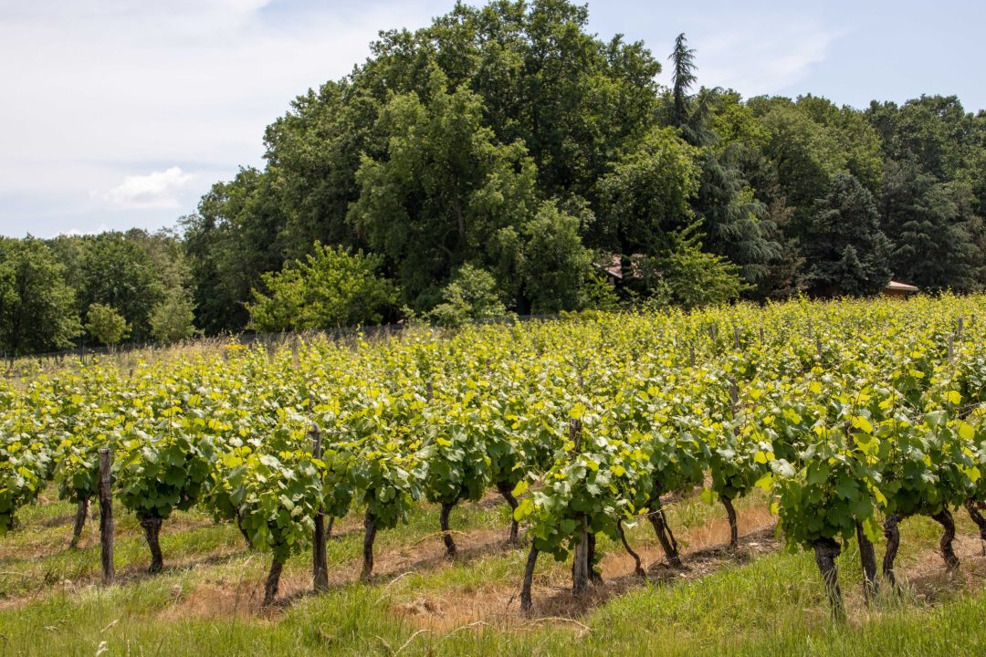 paysage-frontonnais-1