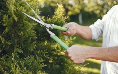 Réseau internet, téléphone, télévision : pensez à élaguer vos arbres !